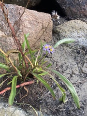 Tripolium pannonicum