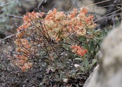 Eriogonum jamesii