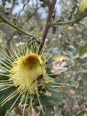 Banksia