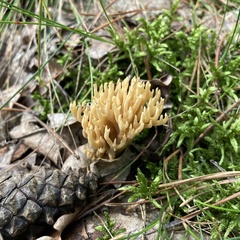 Phaeoclavulina