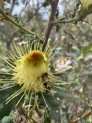 Banksia