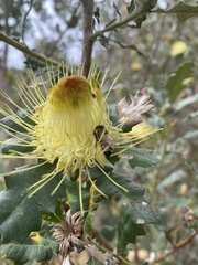 Banksia