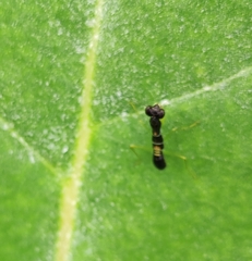 Odontomantis planiceps