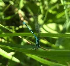 Coenagrion hastulatum