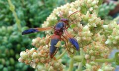 Rhynchium oculatum