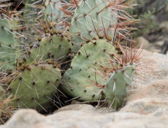 Opuntia phaeacantha