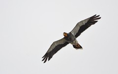 Daptrius carunculatus