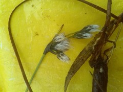 Eriophorum latifolium