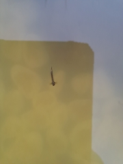 Aedes notoscriptus