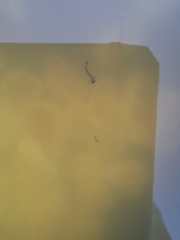 Aedes notoscriptus