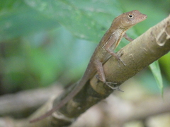 Anolis osa