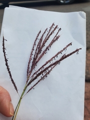 Chloris verticillata
