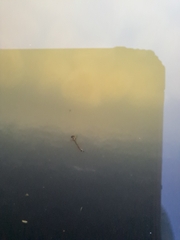 Aedes notoscriptus