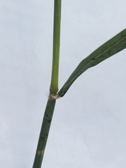 Chloris verticillata