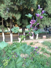 Malva cavanillesiana