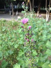 Malva cavanillesiana