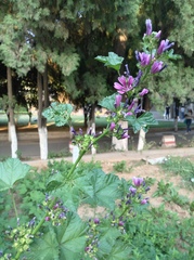 Malva cavanillesiana