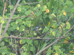 Chloroceryle amazona