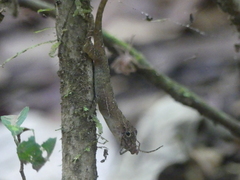Anolis osa