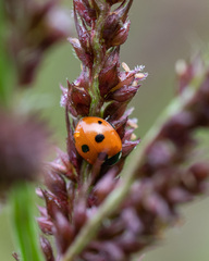 Coccinella quinquepunctata