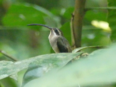 Phaethornis longirostris