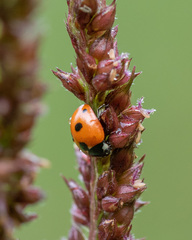 Coccinella quinquepunctata