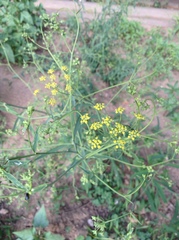 Bupleurum chinense