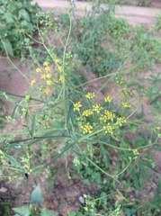 Bupleurum chinense