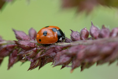Coccinella quinquepunctata