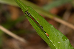 Argiocnemis rubescens