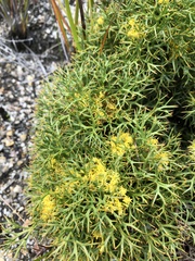 Isopogon ceratophyllus
