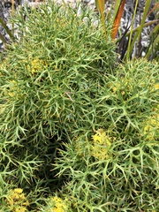 Isopogon ceratophyllus
