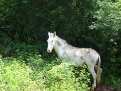 Equus asinus × caballus