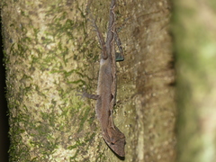 Anolis osa