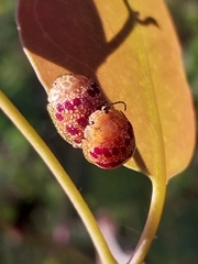 Paropsis obsoleta