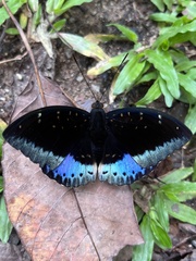 Lexias dirtea