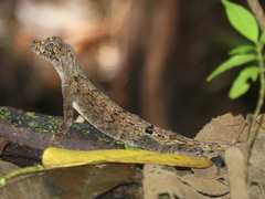 Anolis capito