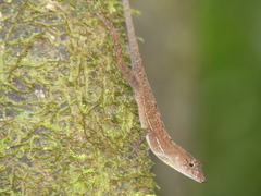 Anolis osa
