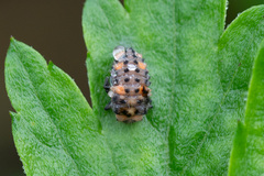 Coccinella quinquepunctata