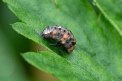 Coccinella quinquepunctata