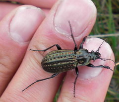 Carabus clatratus