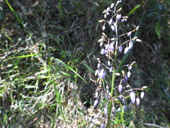 Dianella caerulea