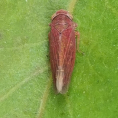 Idiodonus cruentatus