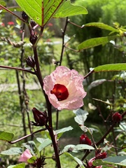 Hibiscus sabdariffa