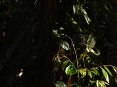 Euploea core corinna