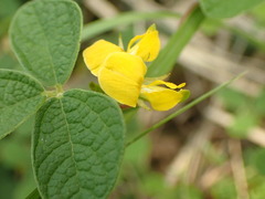 Cajanus scarabaeoides