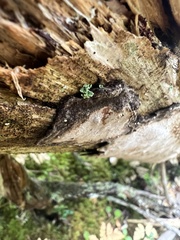 Phellopilus nigrolimitatus