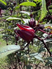 Hibiscus sabdariffa