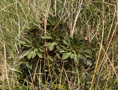 Gentianella impressinervia