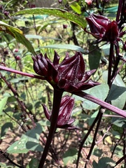 Hibiscus sabdariffa